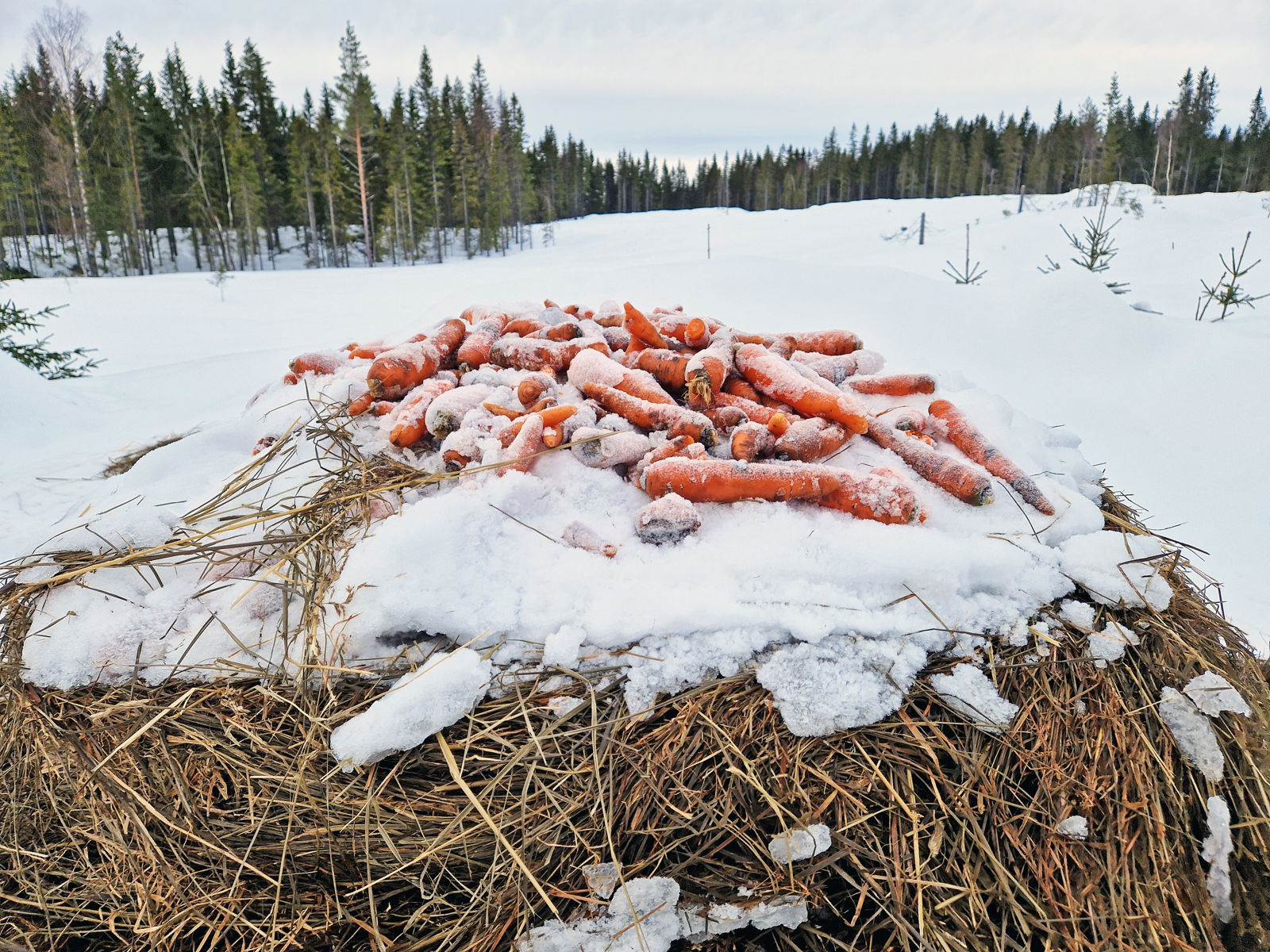 Gulerøtter som ligger på toppen av en høyball ute i et snødekket skogområde.